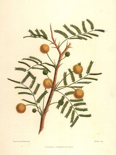 Sweet Acacia or Needle Bush, Acacia Farnesiana by Unknown